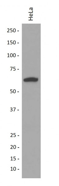 Anti-Cytokeratin 9