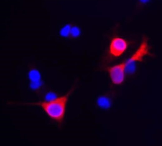 Anti-CD3, clone UCHT1