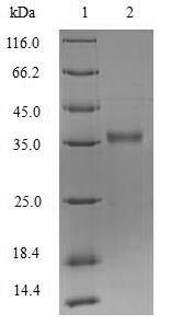 Protease lasA (lasA), Pseudomonas aeruginosa, recombinant