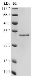 Galectin-3 (Lgals3), mouse, recombinant
