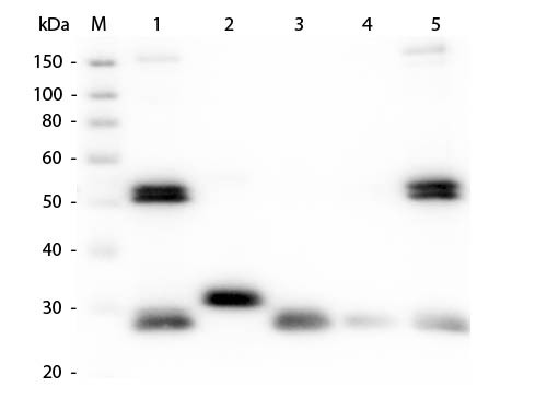 Anti-Rat IgG (H&amp;L) [Goat] (Min X Bv Ch Gt Gp Ham Hs Hu Ms Rb &amp; Sh serum proteins) Cy3.5