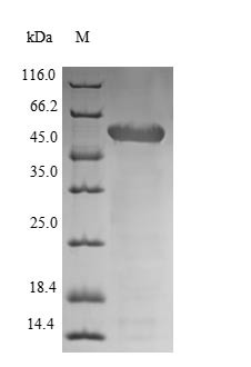 Autolysin (lytA), Staphylococcus aureus, recombinant