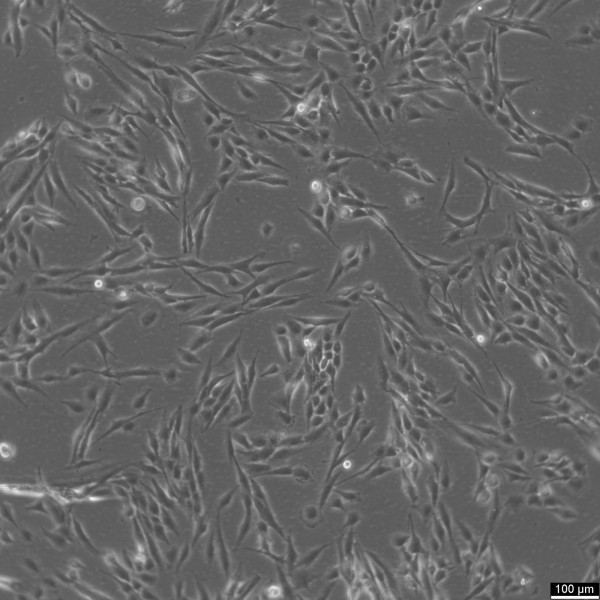 CCF-STTG1 Cells