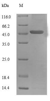 Mitochondrial brown fat uncoupling protein 1 (UCP1), human, recombinant