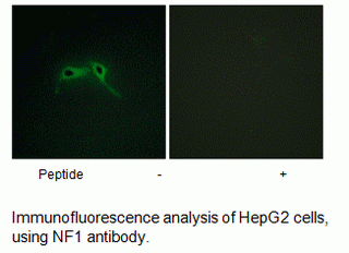 Anti-NF1