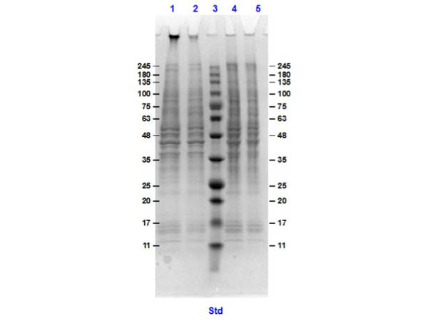 HeLa Whole Cell Lysate MG-132 Treated