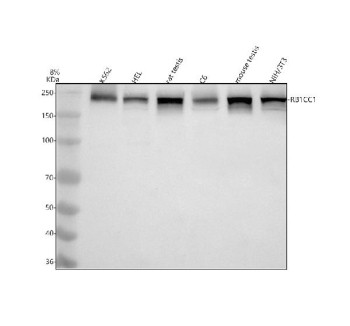 Anti-RB1CC1 / RB1-inducible coiled-coil protein 1