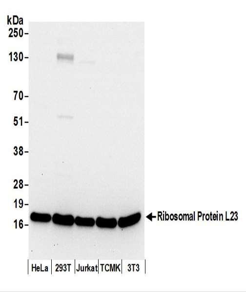 Anti-Ribosomal Protein L23/RPL23
