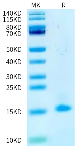 Biotinylated Human Activin A Protein