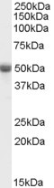 Anti-TRAF2, C-terminal