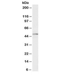 Anti-CSK Biotin Conjugate