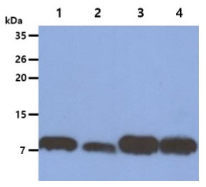 Anti-S100A4, clone 1C3