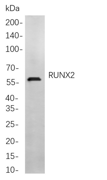 Anti-Recombinant RUNX2, clone 8B9