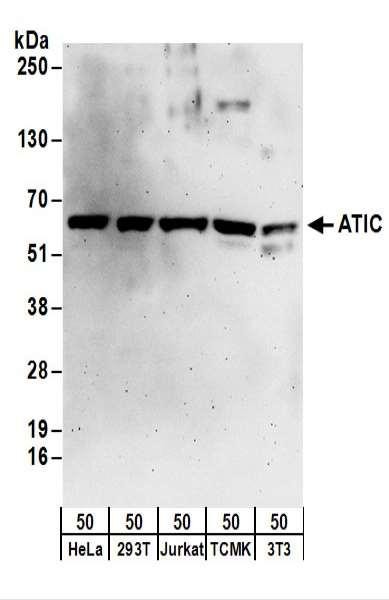 Anti-ATIC