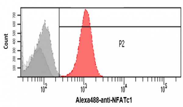 Anti-NFATc1, clone 1C3