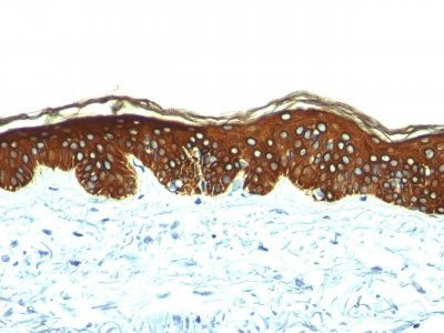 Anti-Cytokeratin, HMW(AE-3), CF488A conjugate, 0.1mg/mL