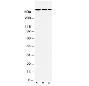 Anti-LAMA2 Laminin 2 alpha