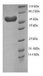 Plexin-A4 (PLXNA4), partial, human, recombinant