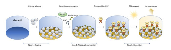 PARP15-FL Chemiluminescent Assay Kit