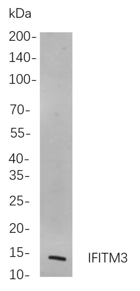 Anti-Recombinant IFITM3, clone 2C8