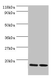Anti-RPL27