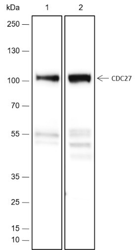 Anti-Recombinant Cdc27, clone A438
