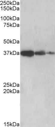 Anti-PPP2R4 / PP2A, C-terminal