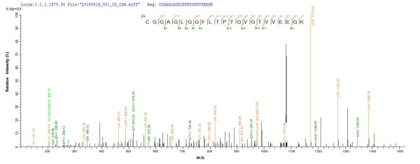 Acetate CoA-transferase subunit alpha (atoD), Escherichia coli, recombinant