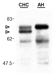 Anti-Cardif (human), clone Adri-1