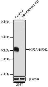 Anti-HIF1AN/FIH1 [KO Validated]