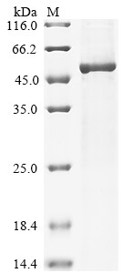 Angiopoietin-2 (ANGPT2), dog, recombinant