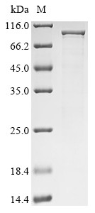 Endoribonuclease ZC3H12A (Zc3h12a), mouse, recombinant