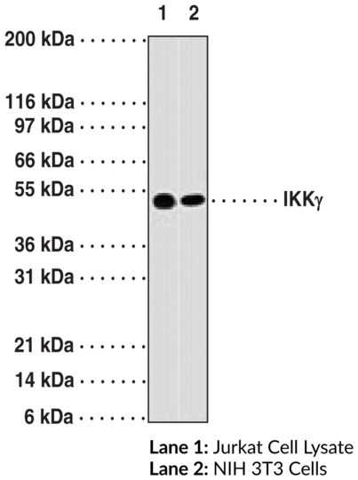 Anti-IKKgamma (Clone 72C627)