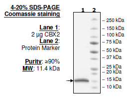 CBX2, N-terminal His-tag, human recombinant protein
