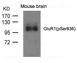 Anti-GluR1 (phospho-Ser836)