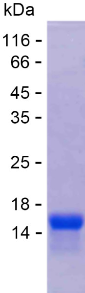 Recombinant Human ZNF548 Protein