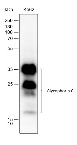 Anti-Recombinant Glycophorin C, clone A232