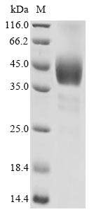 5-Hydroxytryptamine receptor 1D (HTR1D), partial, human, recombinant