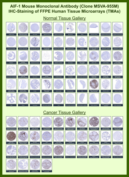 Anti-AIF1 / Iba1 (Microglia Marker), clone MSVA-955M