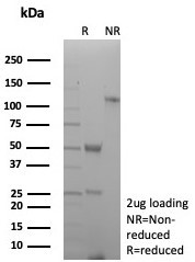 Anti-CD27, clone rLPFS2/8837