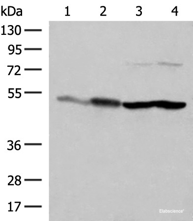 Anti-FLOT2