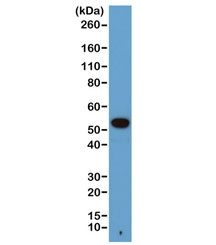 Anti-Alpha Tubulin / TUBA1B, clone RM113