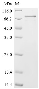 GRB10-interacting GYF protein 2 (GIGYF2), partial, human, recombinant