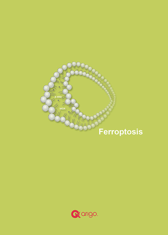 Ferroptosis Research Tools