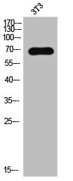 Anti-LIMK2