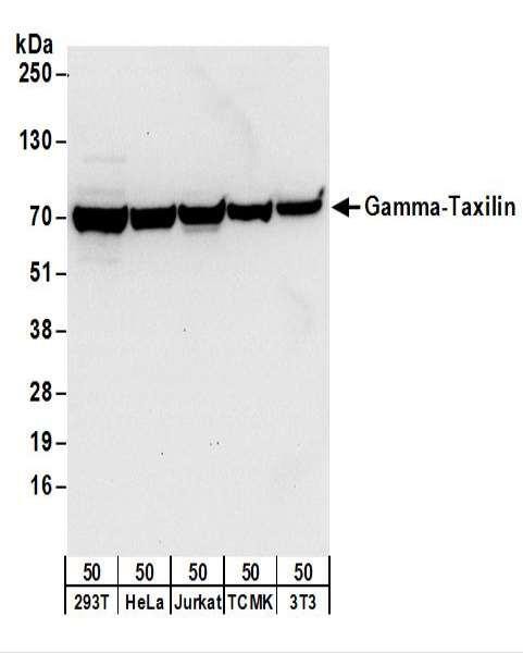 Anti-Gamma-Taxilin