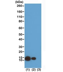 Anti-H4K8ac / Acetyl Histone H4 Lysine 8, clone RM201 (recombinant antibody)