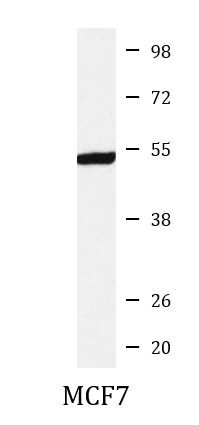 Anti-phospho-IRF3 (Ser386)
