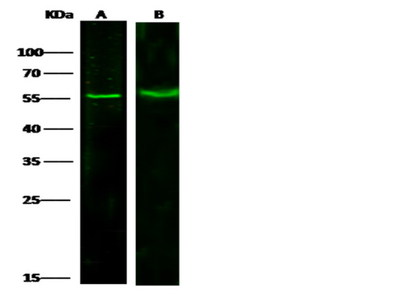 Anti-PRMT6/HRMT1L6 Monoclonal Antibody