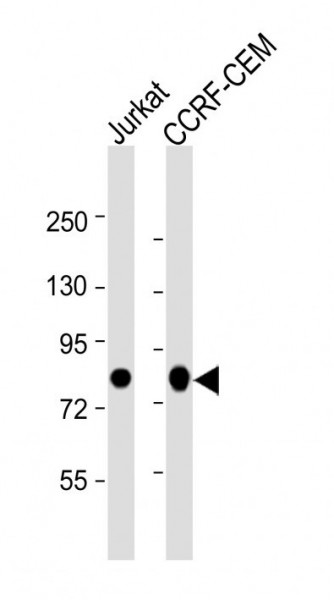 Anti-c-Myb, clone 1279CT309.289